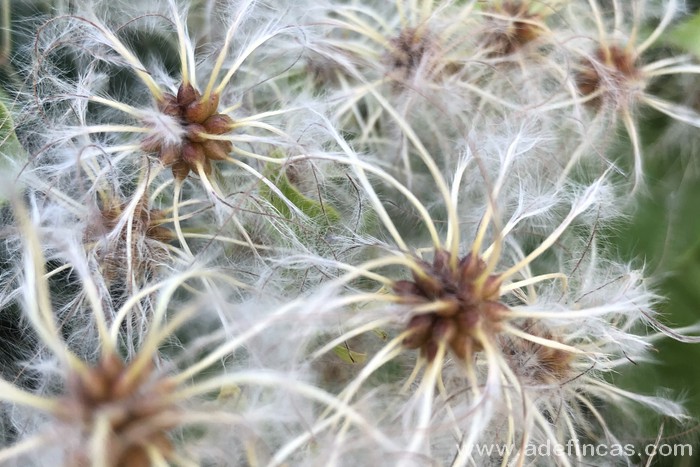 Plantas alergénicas en Comunidades